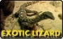 Lizard Skin Leather